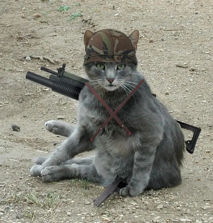 cat one man army